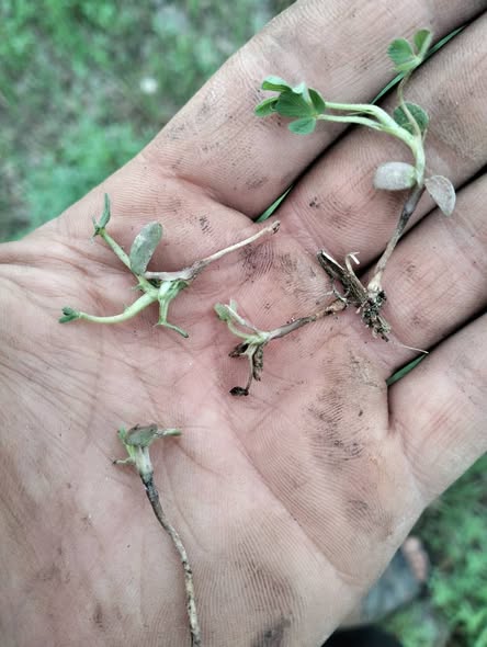 السلام عليكم ورحمة الله وبركاته ممكن مبيد للمرض ده